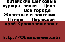 китайские шелковые курицы (силки) › Цена ­ 2 500 - Все города Животные и растения » Птицы   . Пермский край,Красновишерск г.